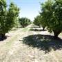 Daydawn Orchard