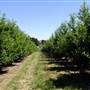 Daydawn Orchard