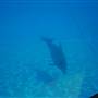 Dolphin Marine Magic