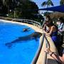 Dolphin Marine Magic