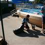 Dolphin Marine Magic