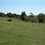 Dorrigo - General
