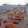 Dubbo Saleyards