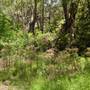 Lane Cove National Park