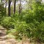 Lane Cove National Park