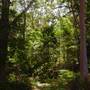 Lane Cove National Park
