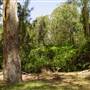 Lane Cove National Park
