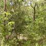 Lane Cove National Park