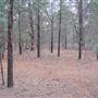 Binya State Forest - Cocoparra National Park