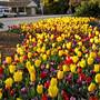 Bowral - Southern Highlands