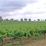 Branxton Vineyard