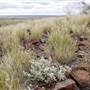 BROKEN HILL, OUTCROPS & SURROUNDS 2012