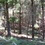Canobolas State Forest / Recreation Area