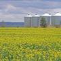 Canola Field