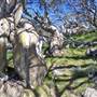 Charlotte Pass