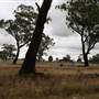Collingullie