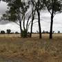 Collingullie
