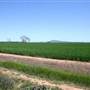 Crops near Forbes