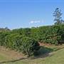 Crops near Ballina