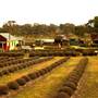 Crops/Farms - Central West