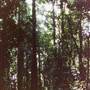 Crystal Shower Falls - Dorrigo National Park