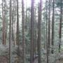 Cumberland State Forest