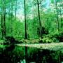 Dorrigo National Park