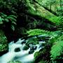 Dorrigo National Park