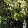 Dorrigo National Park