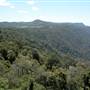 Dorrigo National Park