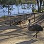 Shoalhaven Zoo