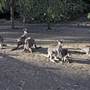 Shoalhaven Zoo
