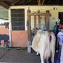 Calmsley Hill City Farm