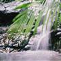 Falls Forest Retreat