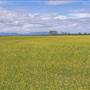 Meadows - Narrabri Area