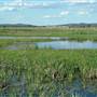Fivebough Swamp