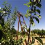 Hillside Orchard, Borenore