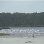 Killick Beach & Sand Dunes - Hat Head National Park