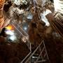 Jenolan Caves