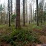 Jenolan State Forest - Ferns