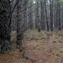 Jenolan State Forest