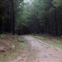Jenolan State Forest
