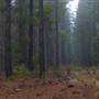 Jenolan State Forest