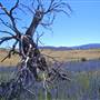 Lake Jindabyne