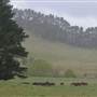 Kangaloon