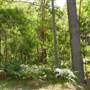 Lane Cove National Park