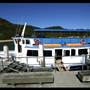 Patonga
