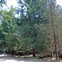 The Firs Picnic Area - Stewarts Brook State Forest
