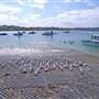 Terrigal Beach