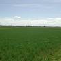 Wheat crop near Largs